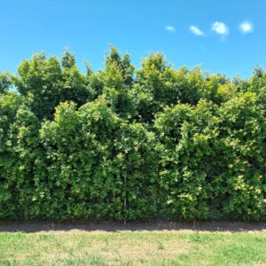 Syzygium Backyard Bliss