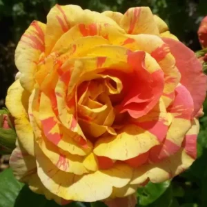 Tequila Tiger - Hybrid Tea