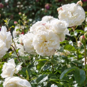 Tranquility - David Austin