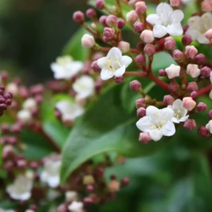 Viburnum Tinus