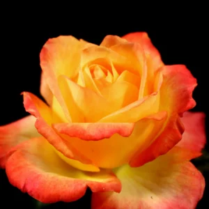 We Will Remember Them - Hybrid Tea