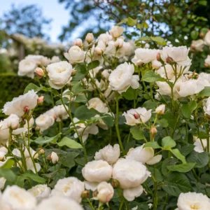 William and Catherine - David Austin