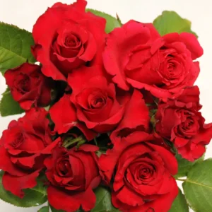 With All My Heart - Hybrid Tea