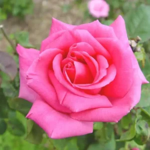 Zephirine Drouhin - Climbing